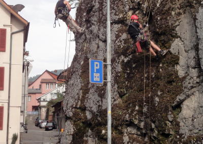 Sträucher schneiden und Moos entfernen am Kirchenfels Aarburg