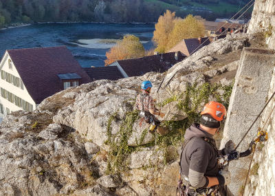 Klicken, um das Bild zu vergrößern Grünwuchsentfernung Kirchenfels Aarburg