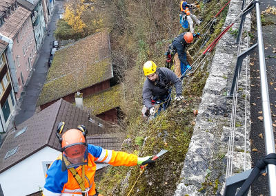 Klicken, um das Bild zu vergrößern Sträucher schneiden in einer Felswand unterhalb der reformierten Kirche Aarburg, Auflage 2017