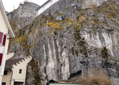 Klicken, um das Bild zu vergrößern Sträucher schneiden in einer Felswand unterhalb der reformierten Kirche Aarburg, Auflage 2017